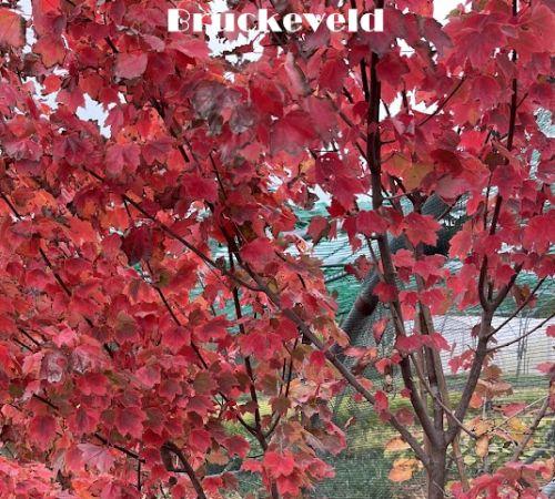 Acer rubrum 'Red Sunset'