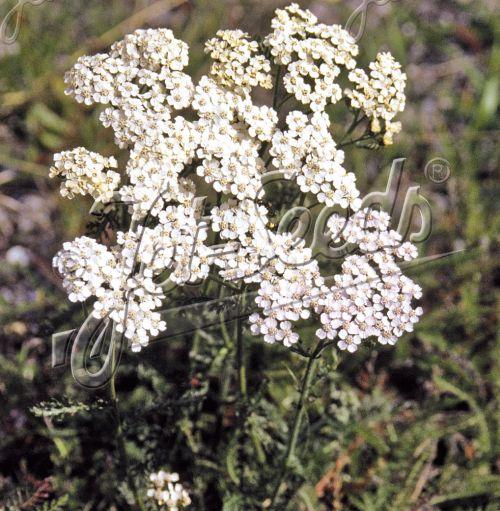 Achillea millefolium (wild form)