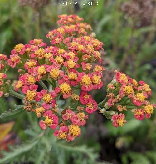 Achillea millefolium 'Safran'