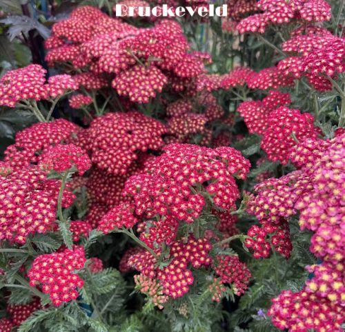 Achillea 'S.S. Sangria'