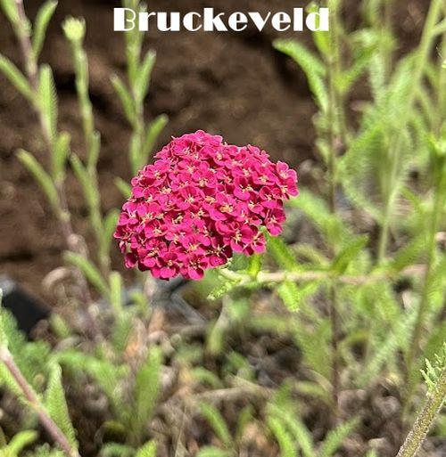 Achillea 'S. S. 'Taffy'