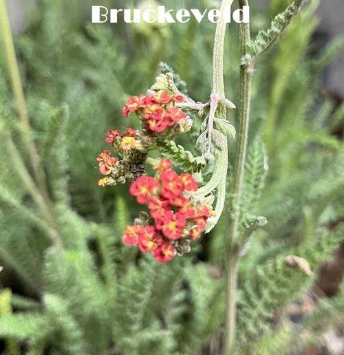 Achillea 'S.S. Sunset'