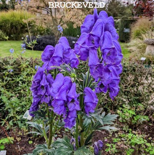 Aconitum carmichaelii 'Arendsii'