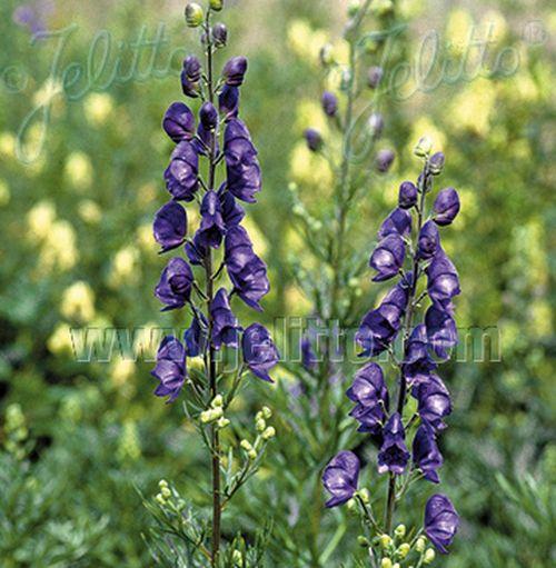 Aconitum napellus