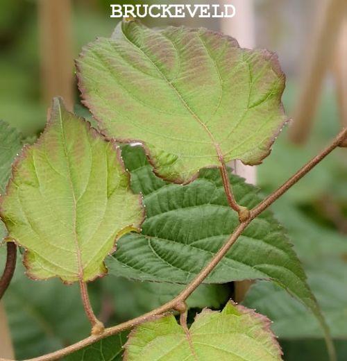 Actinidia kolomikta