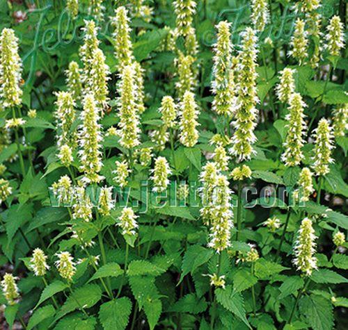 Agastache rugosa 'Alabaster'