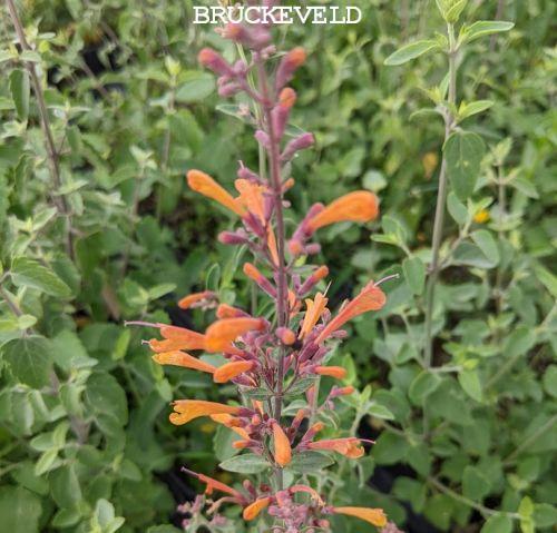 Agastache 'Apricot Sprite'
