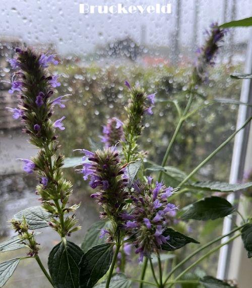 Agastache 'Beelicious Purple'
