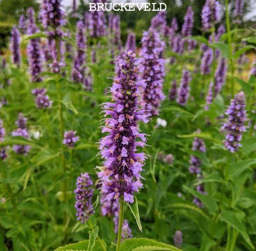Agastache 'Black Adder'