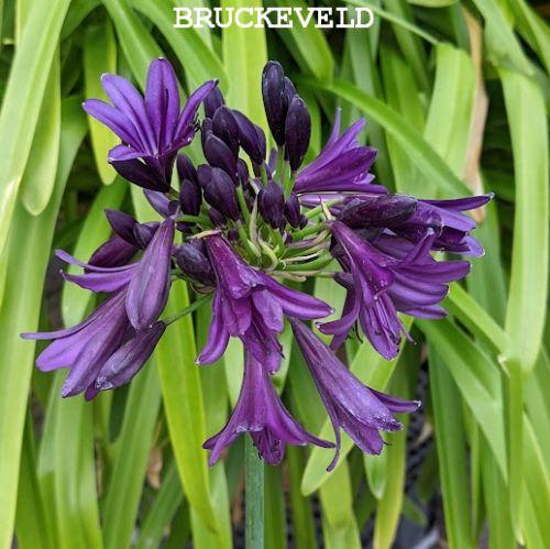 Agapanthus 'Black Jack'