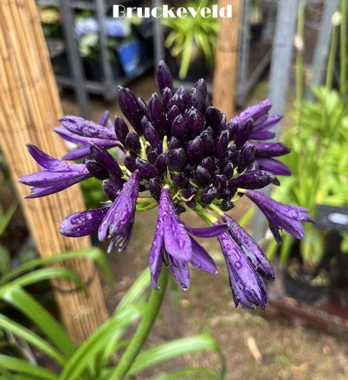 Agapanthus 'Black Jack'