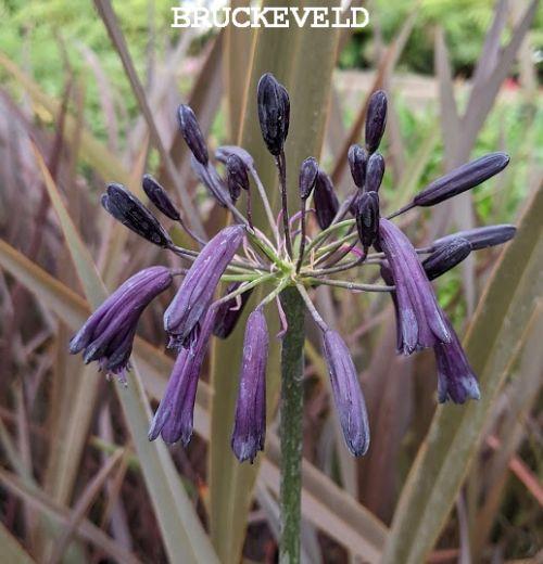 Agapanthus 'Black Magic'