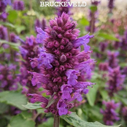 Agastache 'Blue Boa' PBR