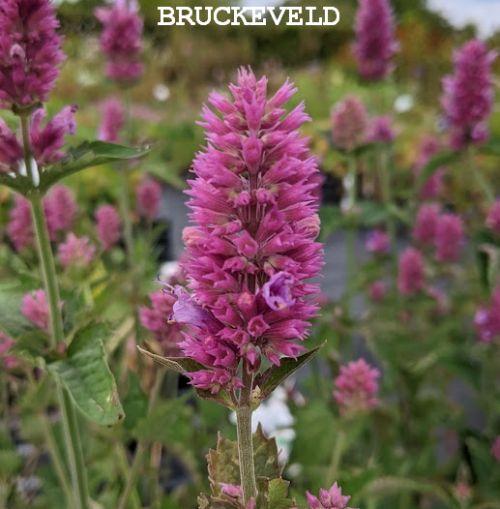 Agastache 'Globetrotter'