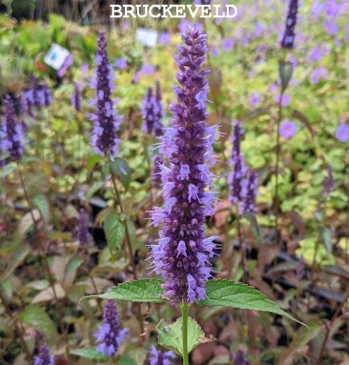 Agastache 'Little Adder' (rugosa)