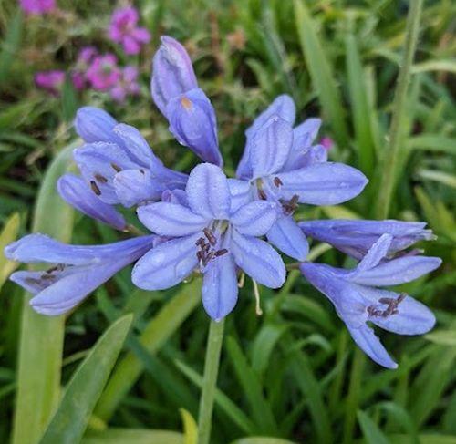 Agapanthus 'Peter Pan'