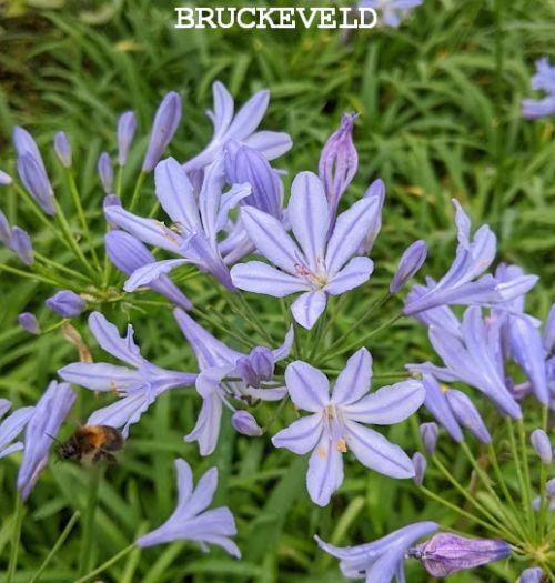 Agapanthus 'Queen Anne'