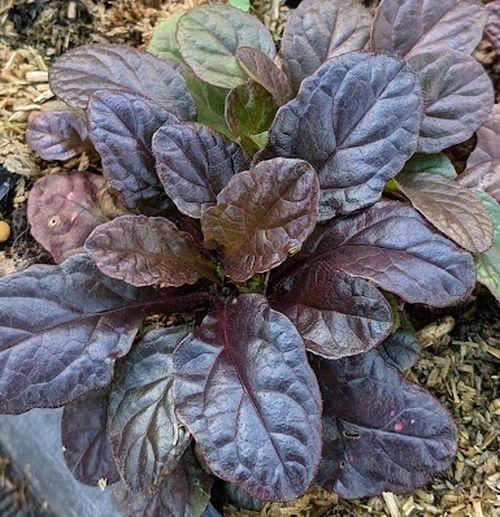 Ajuga reptans 'Atropurpurea'