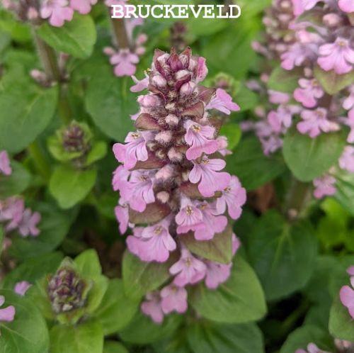 Ajuga reptans 'Rosea'