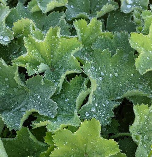 Alchemilla mollis
