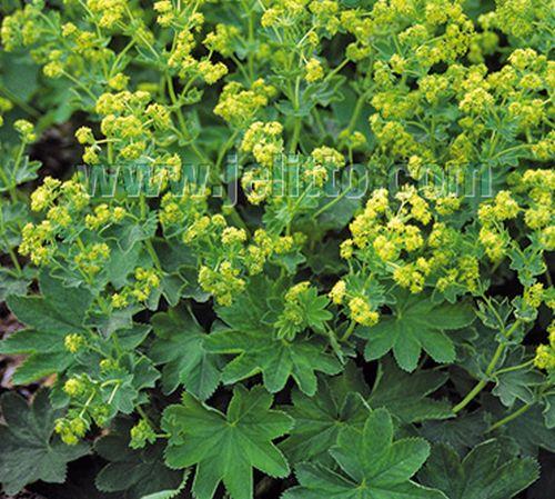 Alchemilla mollis