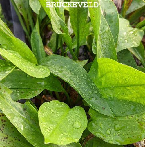 Alisma plantago-aquatica