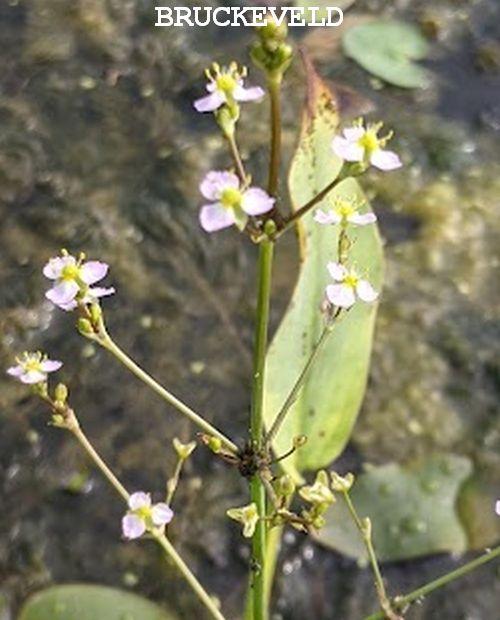 Alisma plantago-aquatica