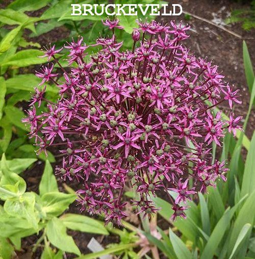 Allium atropurpureum