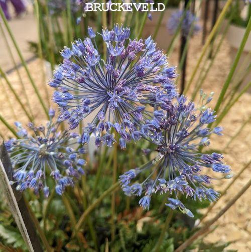 Allium caeruleum