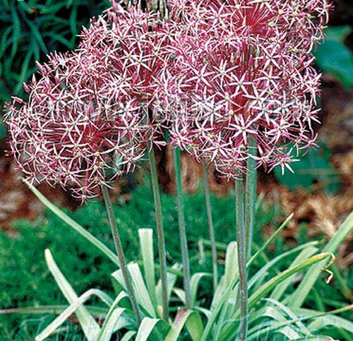 Allium christophii (albopilosum)