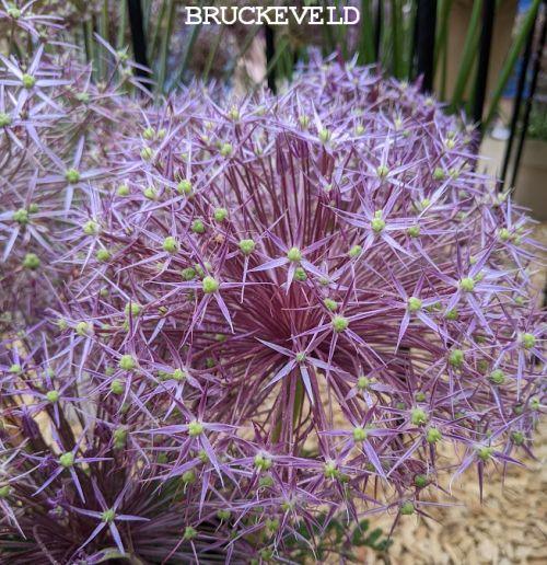 Allium christophii (albopilosum)