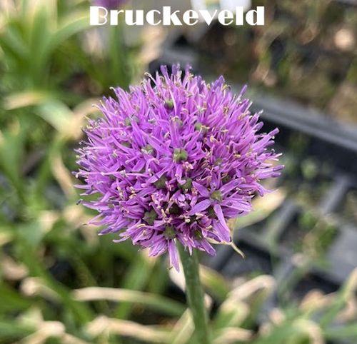 Allium 'Gladiator'