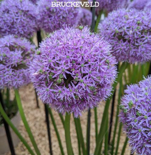 Allium 'Gladiator'