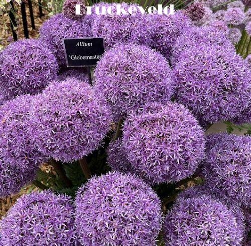 Allium 'Globemaster'