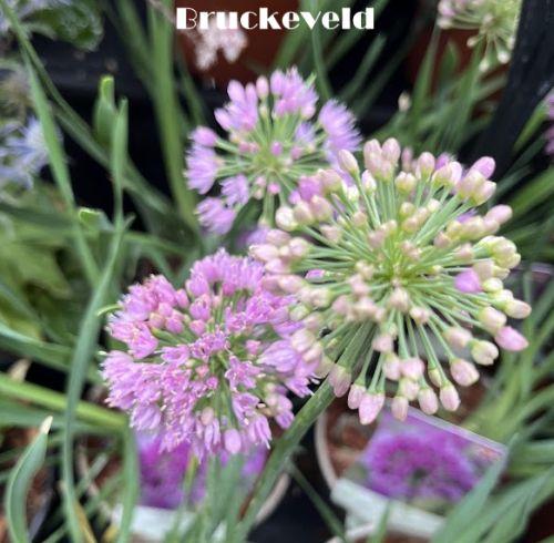 Allium 'Lavendar Bubbles'