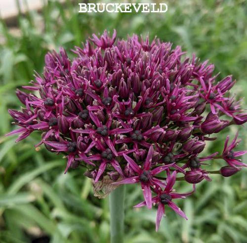 Allium 'Magic'