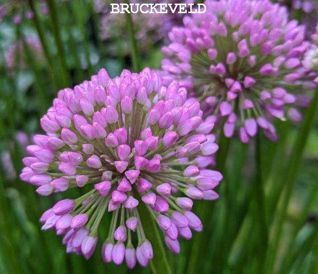 Allium senescens 'Millenium'