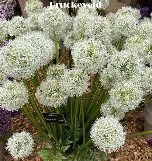 Allium 'Mount Everest'