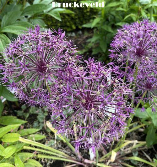 Allium 'Purple Rain'