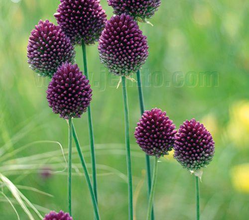 Allium spaerocephalon