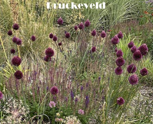 Allium spaerocephalon