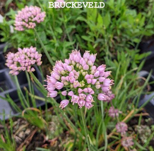 Allium 'Sugar Melt'