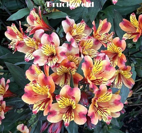 Alstroemeria int. 'Indian Summer'