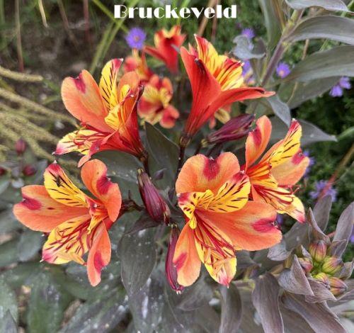 Alstroemeria int. 'Indian Summer'