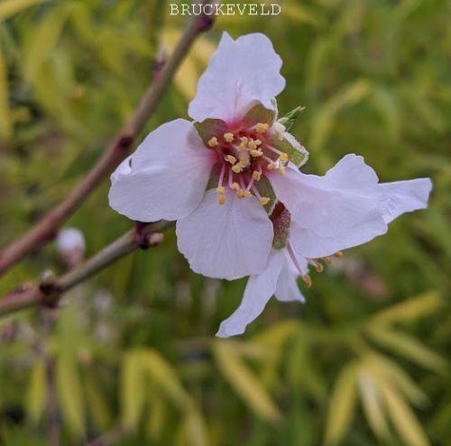 AMANDEL Prunus dulcis 'Robijn'