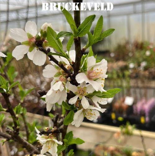 AMANDEL Prunus dulcis 'Robijn'