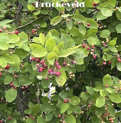 Amelanchier lamarckii MEERSTAMMIG