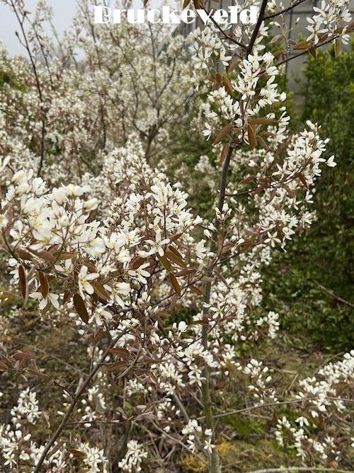 Amelanchier lamarckii