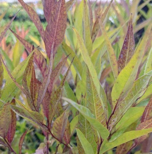 Amsonia tabernaemontana
