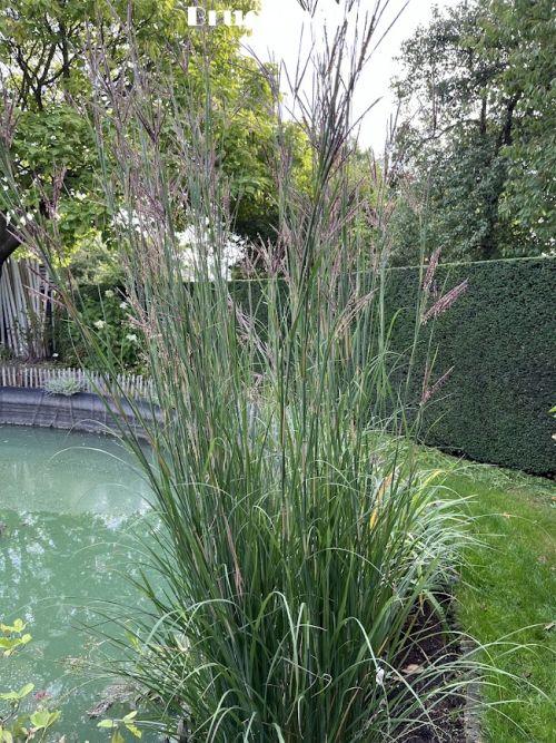 Andropogon gerardii 'Red Oktober'
